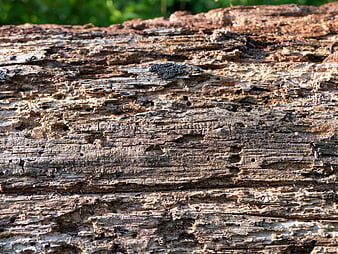 Close-up of weathered wood texture with natural grain and insect holes