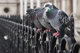 Three pigeons perched on a black iron fence