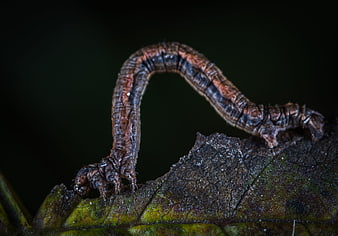 Macro close-up of brown caterpillar on leaf