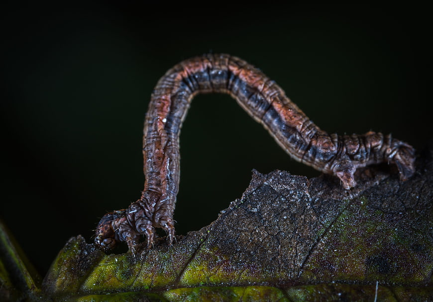 Macro close-up of brown caterpillar on leaf