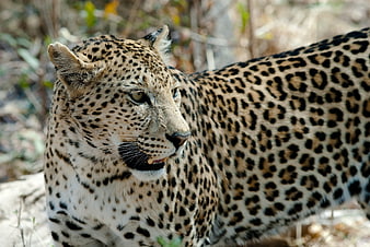 Close-up portrait of a leopard in the African bush