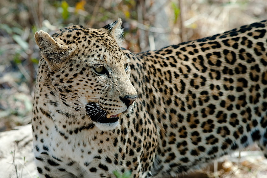 Close-up portrait of a leopard in the African bush