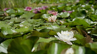 White Water Lily Blooming Among Green Lilies