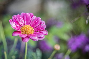 Close-up of vibrant pink chrysanthemum with water droplets