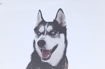 Happy Siberian Husky Portrait in Snowy Winter Landscape