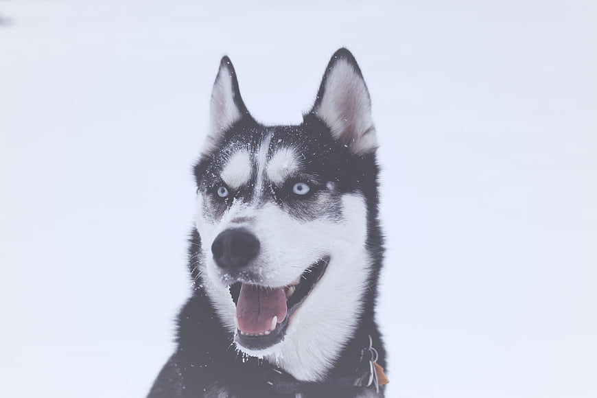 Happy Siberian Husky Portrait in Snowy Winter Landscape