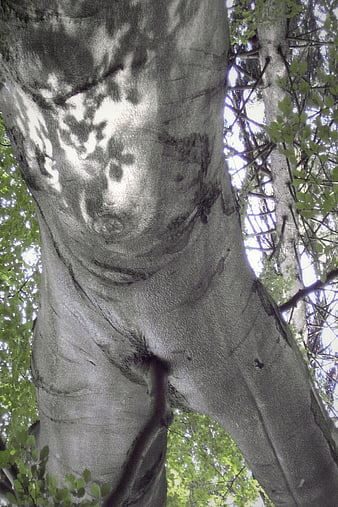 Low angle view of tree trunk resembling human torso
