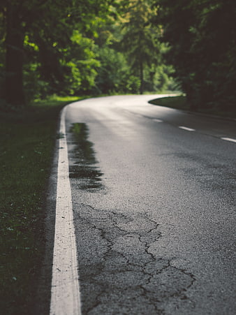 Winding wet asphalt road through green forest