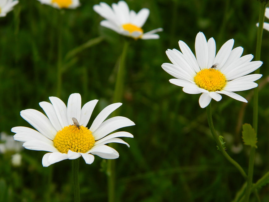 Close-up of white daisies with yellow centers and insects