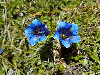 Vibrant Blue Gentian Flowers in Alpine Meadow