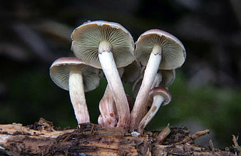 Close-up of Wild Mushrooms Growing on Decaying Wood