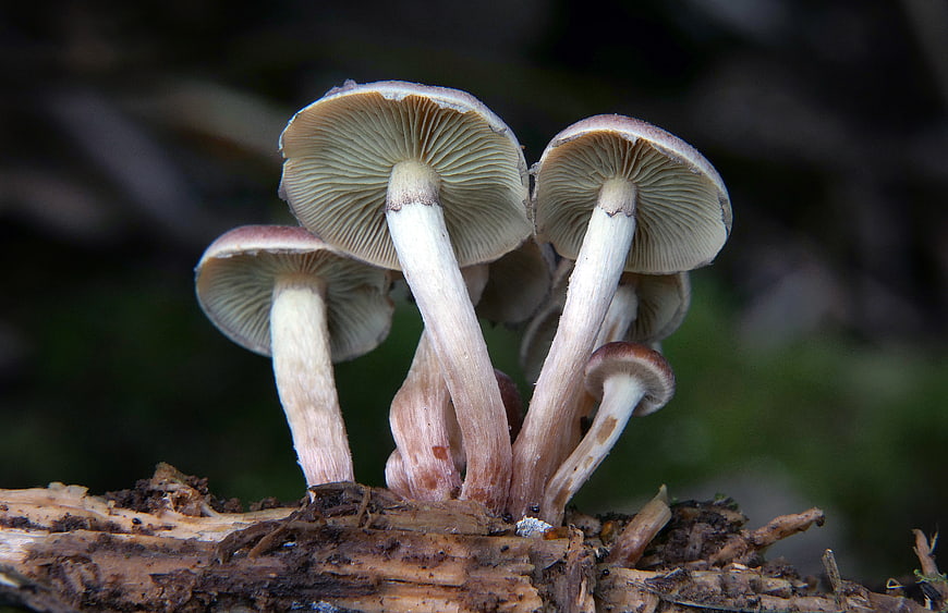 Close-up of Wild Mushrooms Growing on Decaying Wood