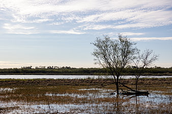 Lone tree in marsh wetland landscape with blue sky
