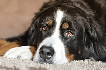 Close-up portrait of a Bernese Mountain Dog resting on carpet
