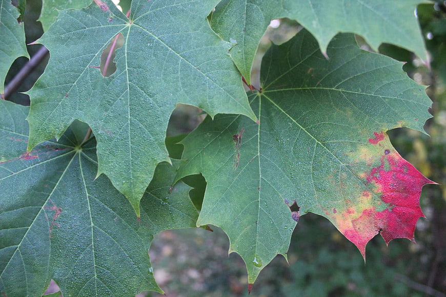 Close-up of green maple leaves with early autumn red coloring