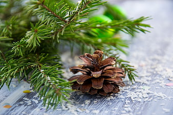 Christmas pine cone and spruce branch on rustic wood