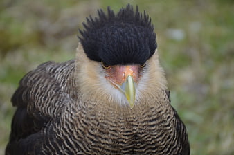 Close-up portrait of a Crested Caracara bird with black crest