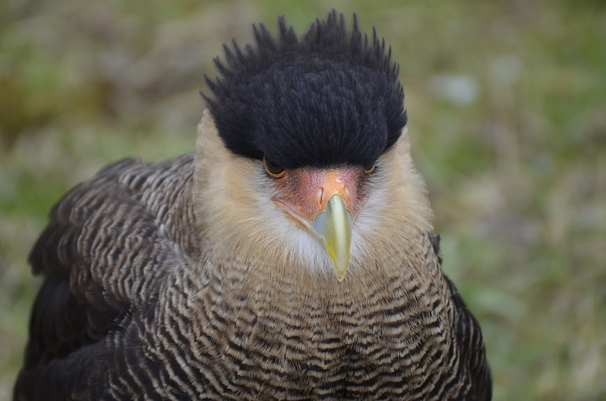 Close-up portrait of a Crested Caracara bird with black crest