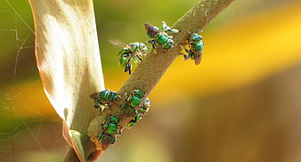 Metallic Green Bees on Plant Stem