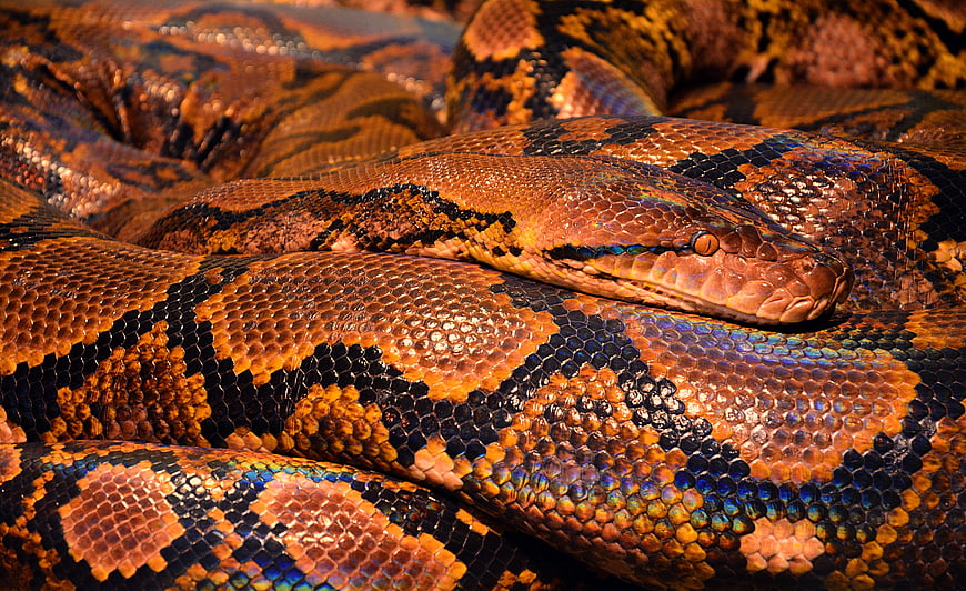 Close-up of a Red Tail Python with Iridescent Scales