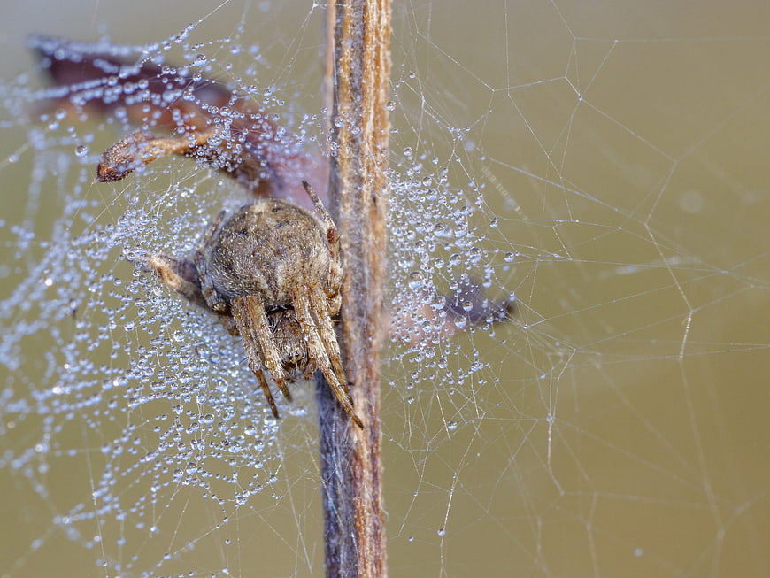 Macro close-up of a spider on a dew-covered web