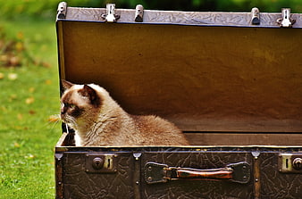 Siamese Cat Sitting Inside Vintage Leather Suitcase on Grass