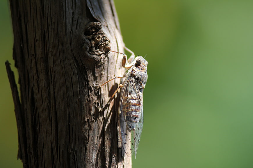 Cicada on Tree Bark with Green Background