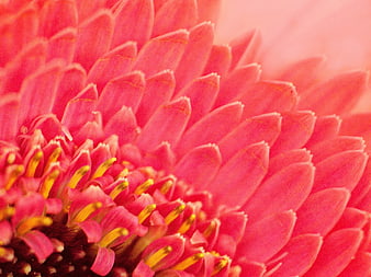 Macro Close-Up of Vibrant Pink Gerbera Daisy Petals