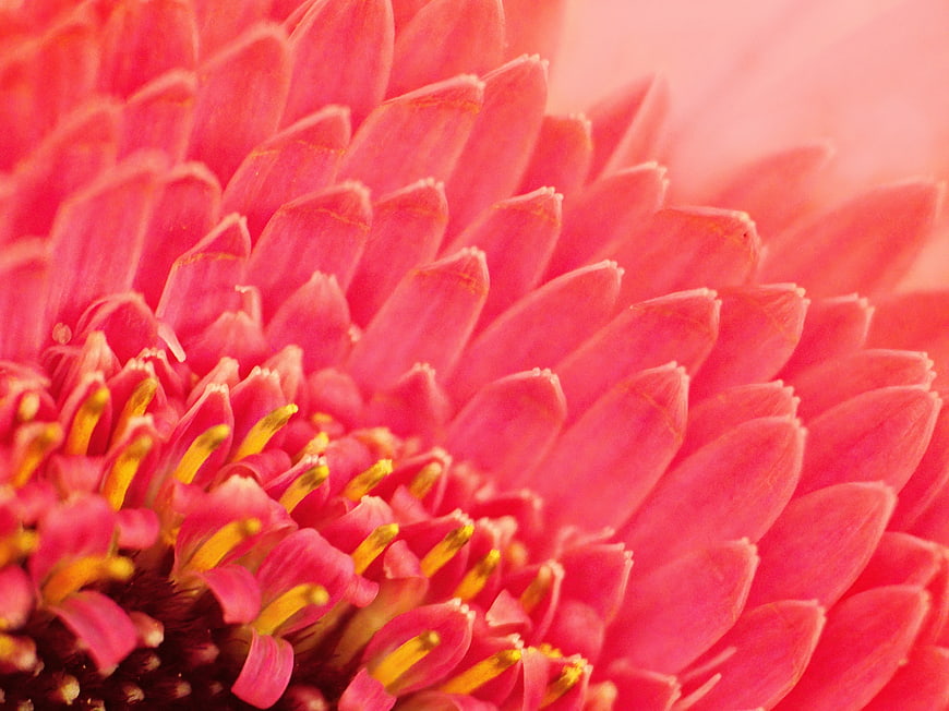 Macro Close-Up of Vibrant Pink Gerbera Daisy Petals