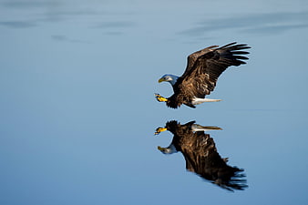 Bald Eagle Flying Low Over Water with Reflection