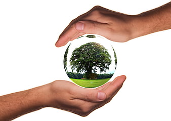 Hands holding a glass sphere with a tree landscape inside