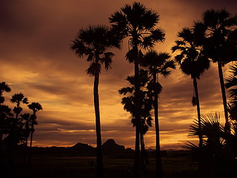 Silhouette of Palm Trees Against Dramatic Orange Sunset Sky