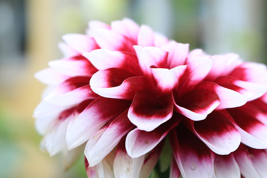Close-up of Pink and White Bicolor Dahlia Flower