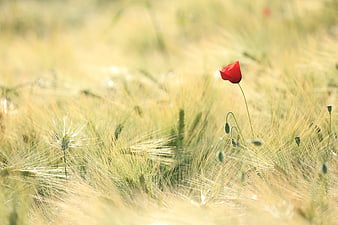 Lone Red Poppy in Golden Wheat Field