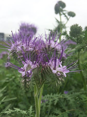 Close-up of purple phacelia flowers in a green field