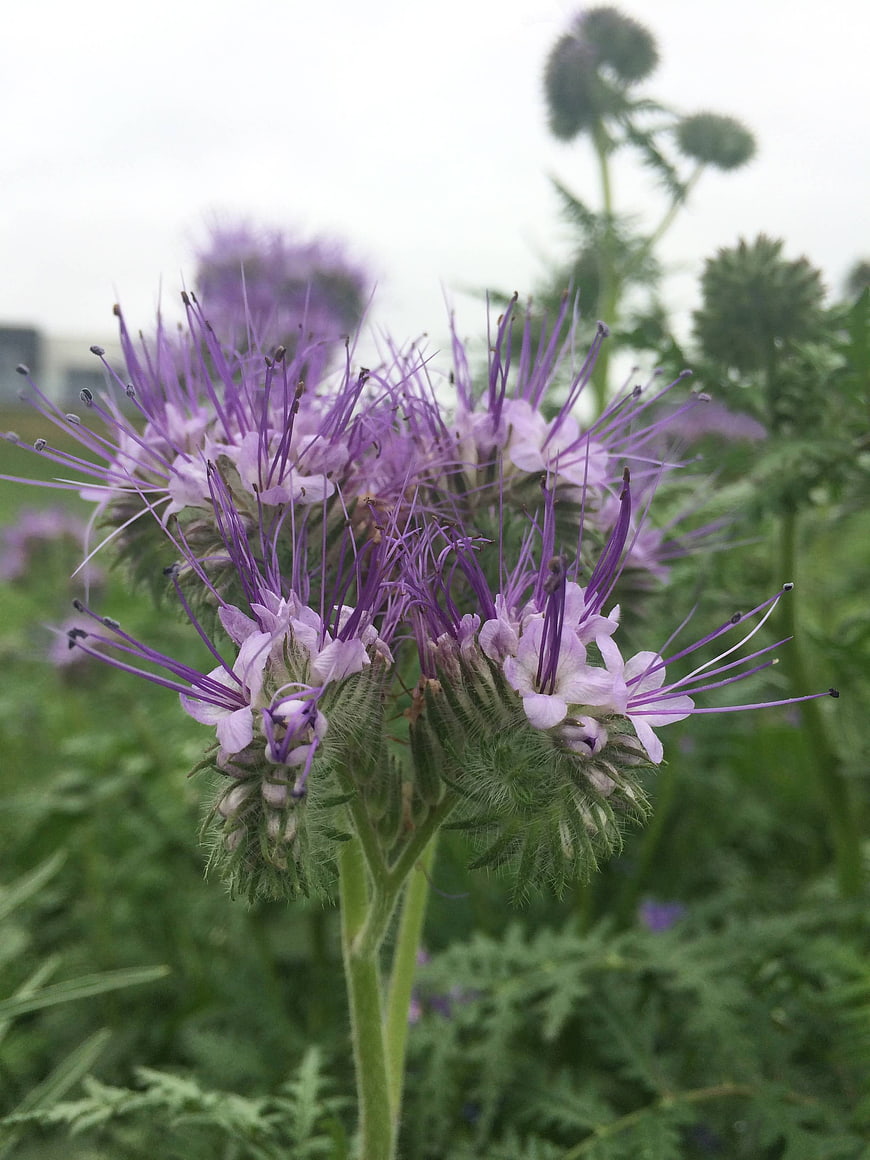 Close-up of purple phacelia flowers in a green field