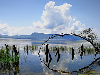 Serene lake landscape with dead tree reflection and mountains