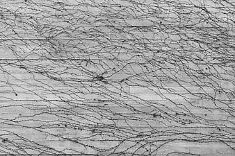 Black and white texture of vines on wooden siding
