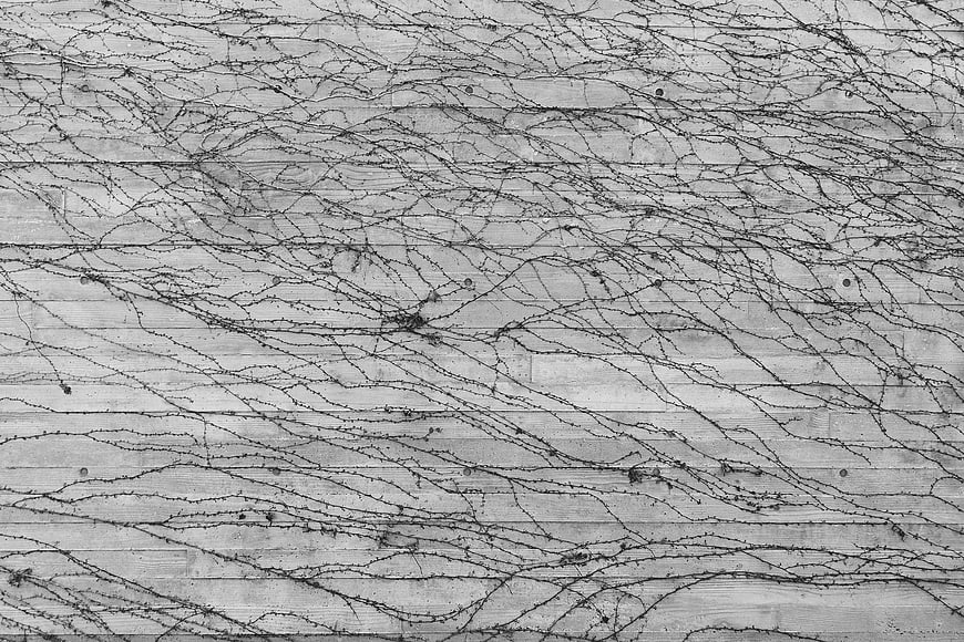 Black and white texture of vines on wooden siding
