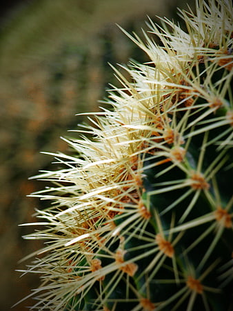 Close-up of Golden Cactus Spines with Blurred Background