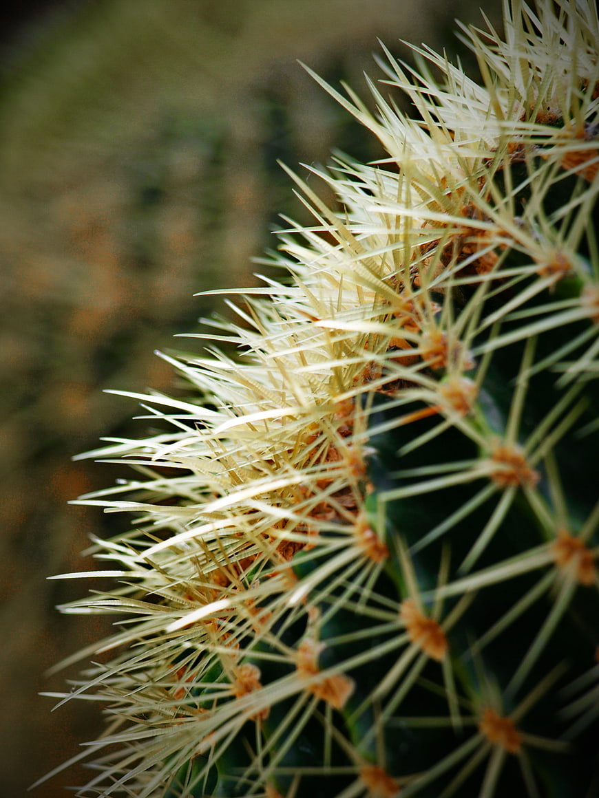 Close-up of Golden Cactus Spines with Blurred Background