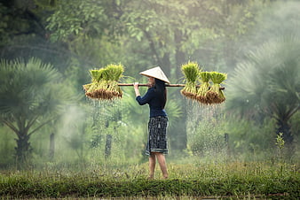 Asian woman carrying harvested rice bundles on shoulder