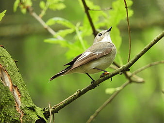 Small Brown Bird Perched on Mossy Branch in Forest