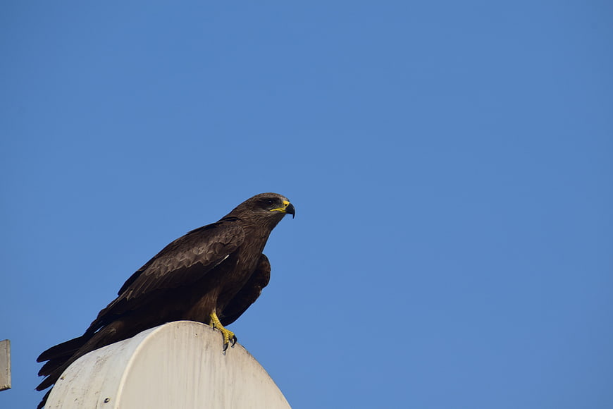Black kite bird perched on white structure against blue sky