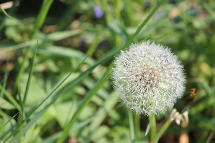 Close-up of a white dandelion seed head in green grass