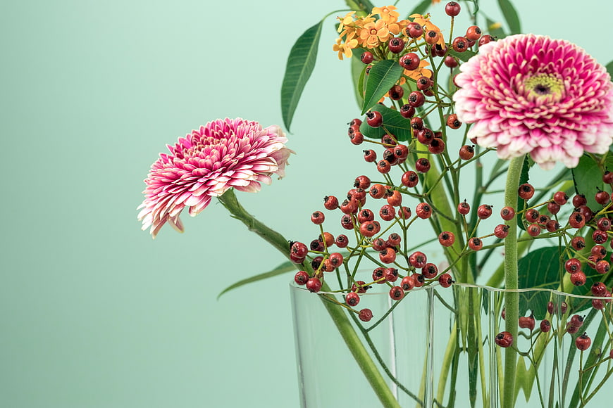 Pink Gerbera Daisies and Red Berries in Glass Vase on Mint Background