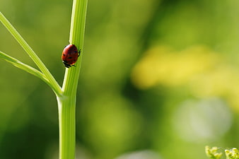 Red Ladybug on Green Plant Stem Close Up