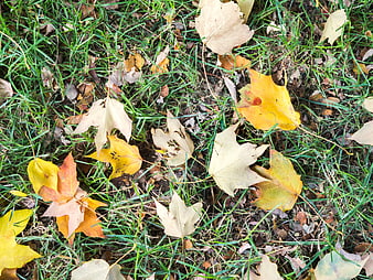 Fall Leaves Scattered on Green Grass