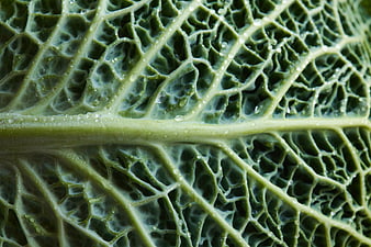 Macro Texture of Fresh Green Kale Leaf with Water Droplets