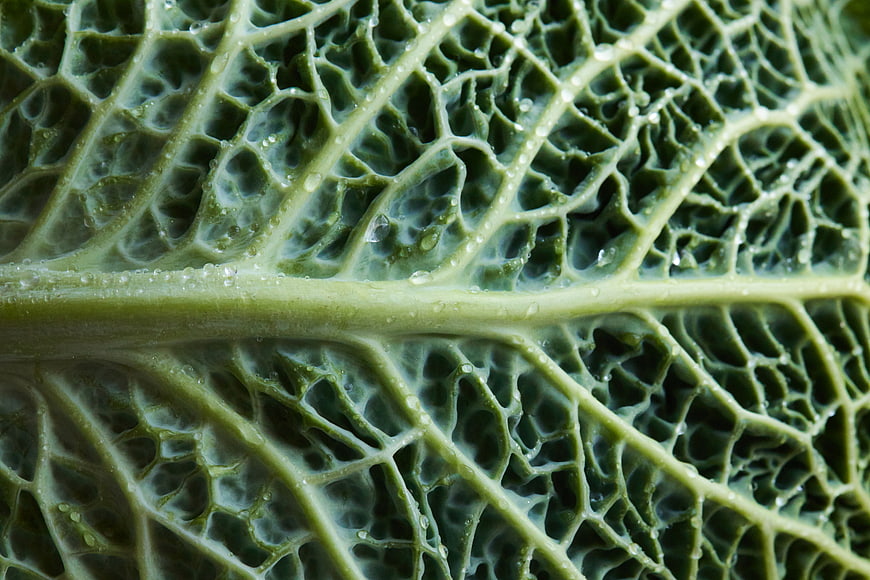 Macro Texture of Fresh Green Kale Leaf with Water Droplets